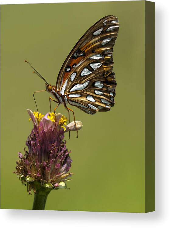 Agraulis Vanillae Canvas Print featuring the photograph Gulf Fritillary Butterfly - Agraulis vanillae by Kathy Clark