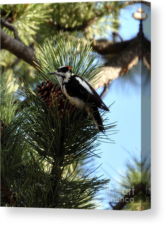 Woodpecker Canvas Print featuring the photograph Hairy Woodpecker on Pine Cone by Dorrene BrownButterfield