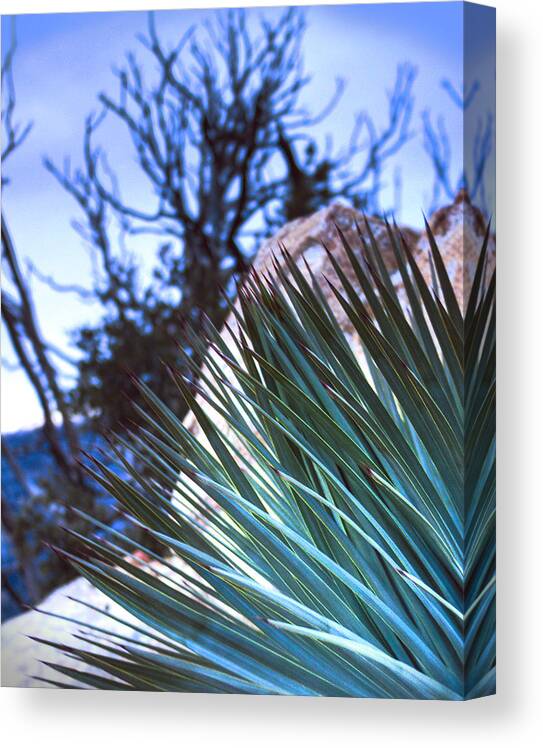 High Desert Canvas Print featuring the photograph High Desert Cactus by Jeffery Reynolds