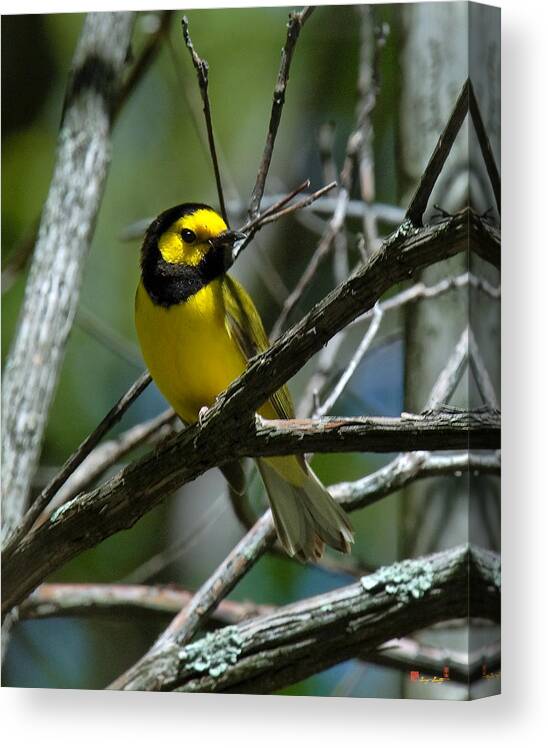 Nature Canvas Print featuring the photograph Hooded Warbler DSB166 by Gerry Gantt