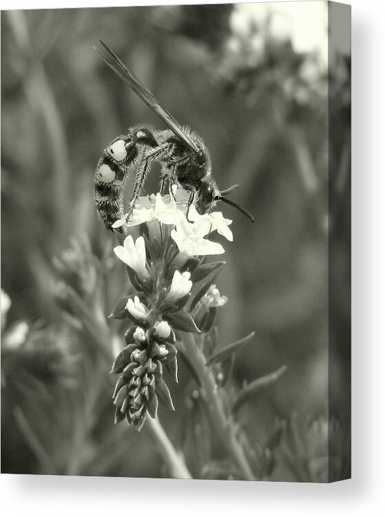 Nature Canvas Print featuring the photograph Hunter Wasp on Heliotrope by Peggy Urban