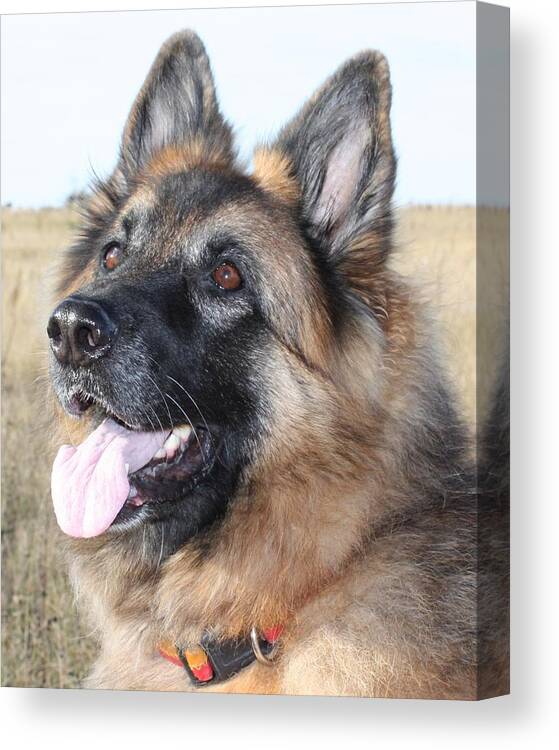 German Shepherd Canvas Print featuring the photograph I'm Listening by Pat Purdy