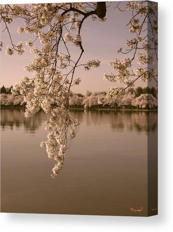 Washington D.c. Canvas Print featuring the photograph Japanese Cherry Tree Blossoms over the Tidal Basin in Sepia DS019S by Gerry Gantt