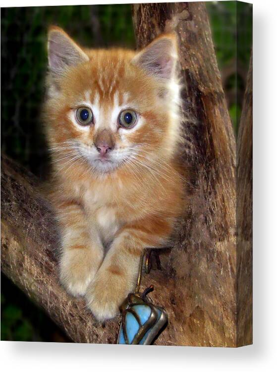 Kitty Canvas Print featuring the photograph Kitten in Tree by Joe Myeress