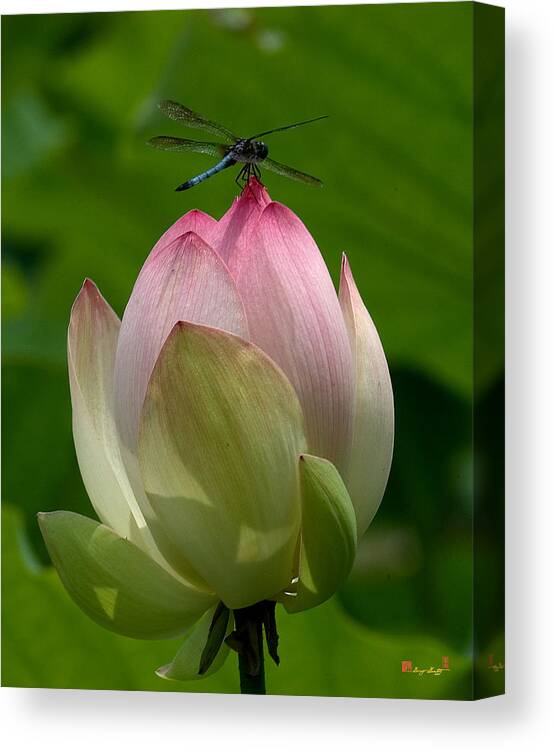 Nature Canvas Print featuring the photograph Lotus Bud and Blue Dasher Dragonfly--Supporting Role DL019 by Gerry Gantt
