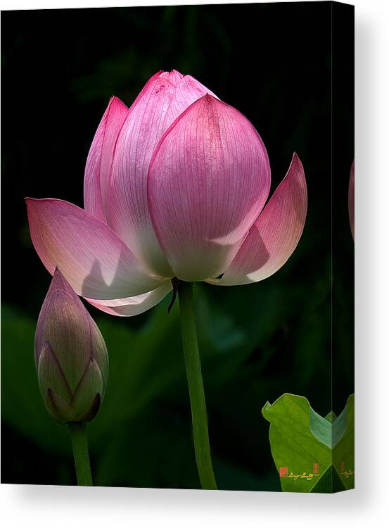 Nature Canvas Print featuring the photograph Lotus Bud--Generations i DL015 by Gerry Gantt