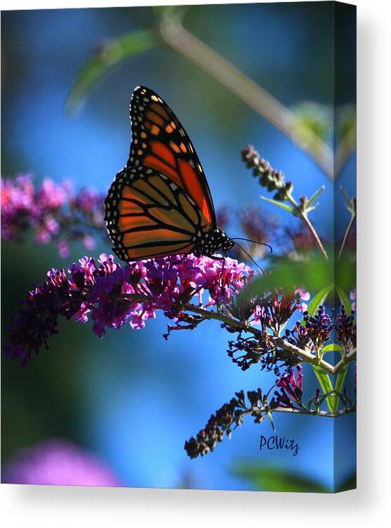 Butterfly Canvas Print featuring the photograph Monarch Butterfly by Patrick Witz
