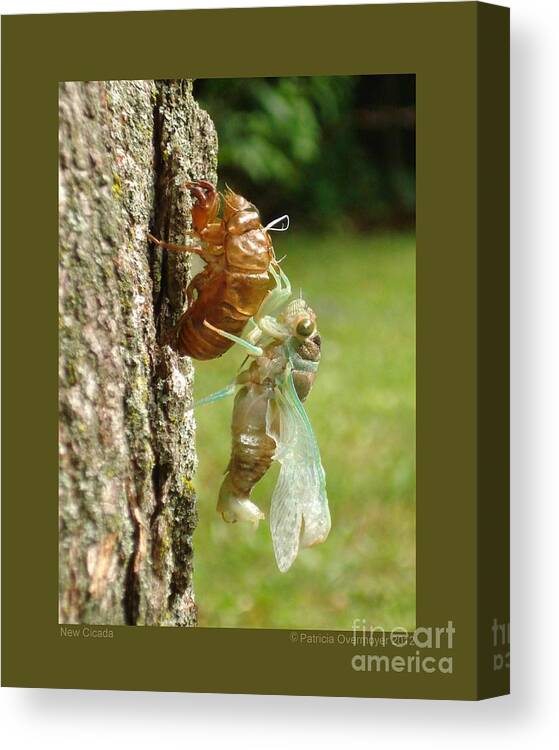 Nature Canvas Print featuring the photograph New Cicada by Patricia Overmoyer