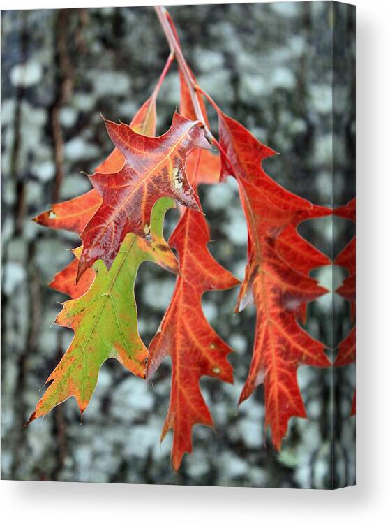 Fall Canvas Print featuring the photograph Oak Leaves by Gerry Bates