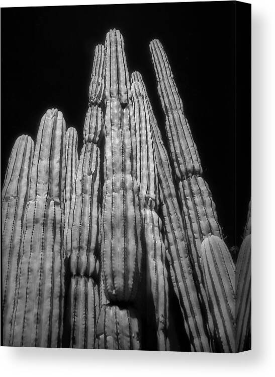 Cactus Canvas Print featuring the photograph Organ Pipe Cactus by Jim Painter