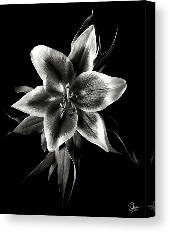 Flower Canvas Print featuring the photograph Oriental Lily in Black and White by Endre Balogh
