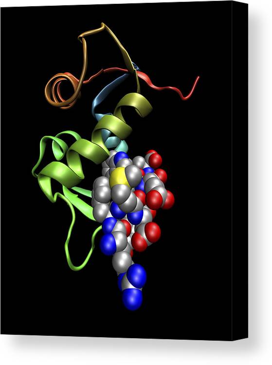 Cellular Tumour Antigen Canvas Print featuring the photograph P53 Tumour Protein Bound To Mdm2 Protein by Dr Tim Evans