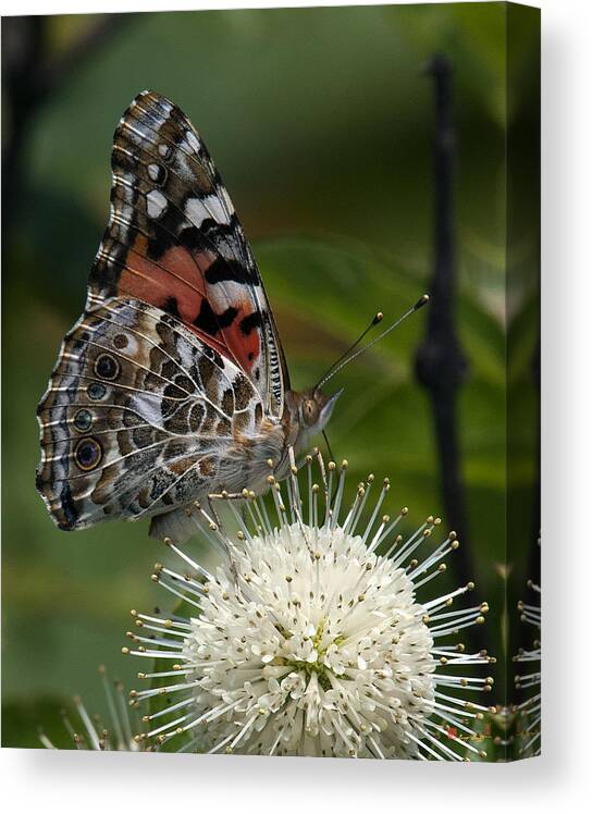 Study Canvas Print featuring the photograph Painted Lady Butterfly DIN049 by Gerry Gantt
