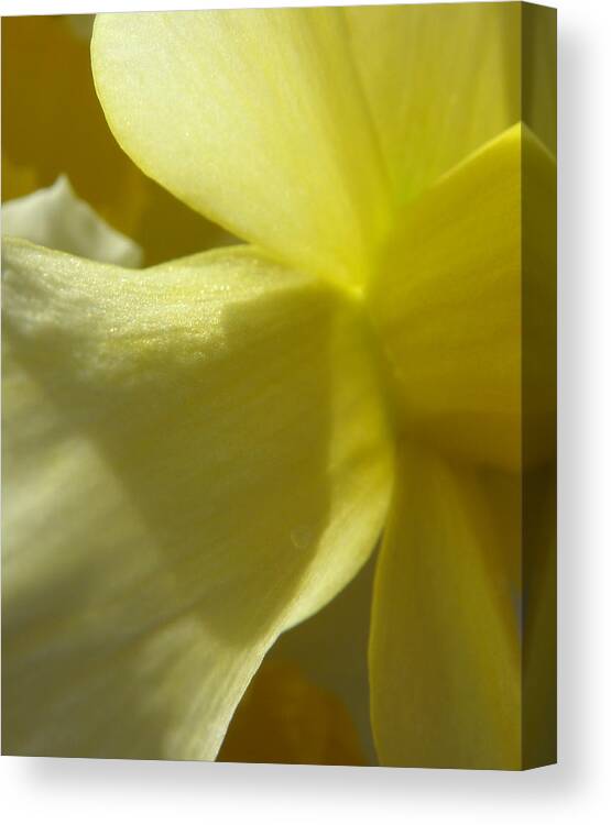 Daffodil Canvas Print featuring the photograph Pedals Of Sunshine by Kim Galluzzo