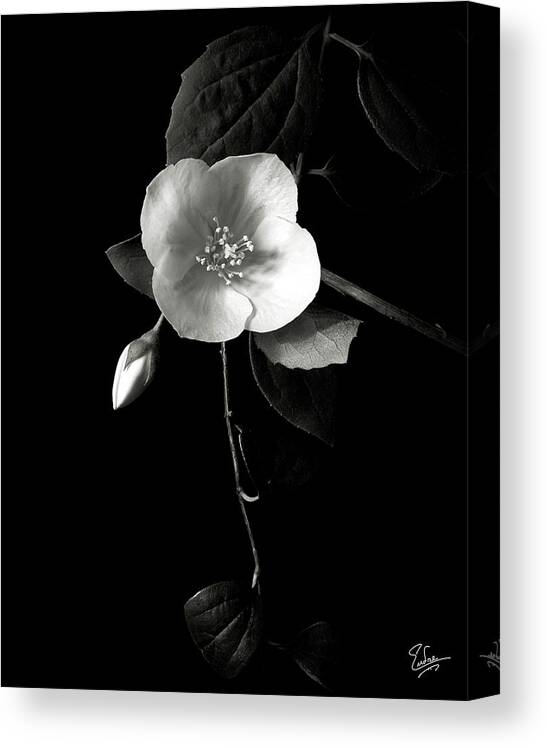 Flower Canvas Print featuring the photograph Philadelphus in Black and White by Endre Balogh