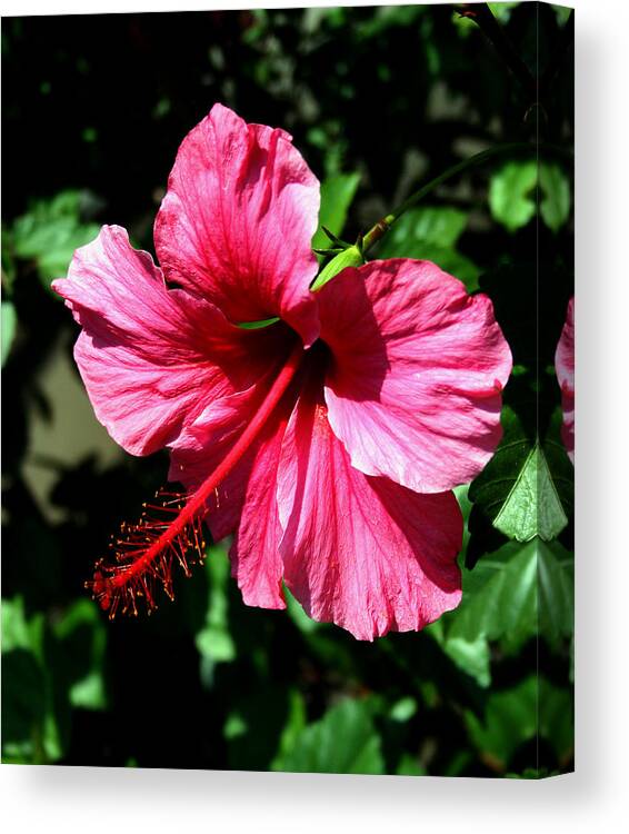 Hibiscus Canvas Print featuring the photograph Pink Hibiscus2 by Karen Harrison Brown