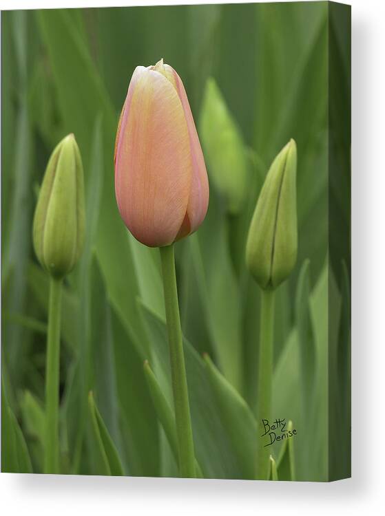 Buds Canvas Print featuring the photograph Pink Tulip with Buds by Betty Denise