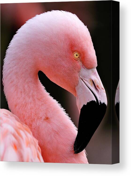 Flamingo Canvas Print featuring the photograph Portrait of a Flamingo by Bill Dodsworth