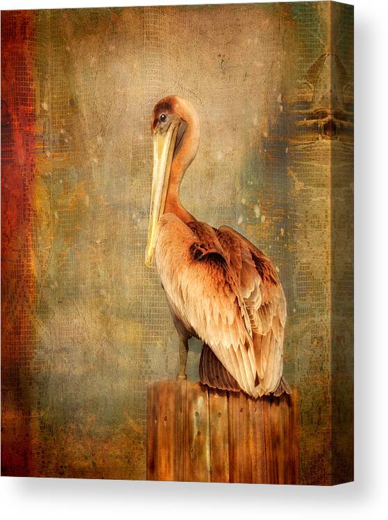 Pelican Canvas Print featuring the photograph Portrait of a Pelican by Karen Lynch