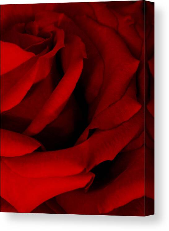 Rose Canvas Print featuring the photograph Red Red Rose by Karen Harrison Brown
