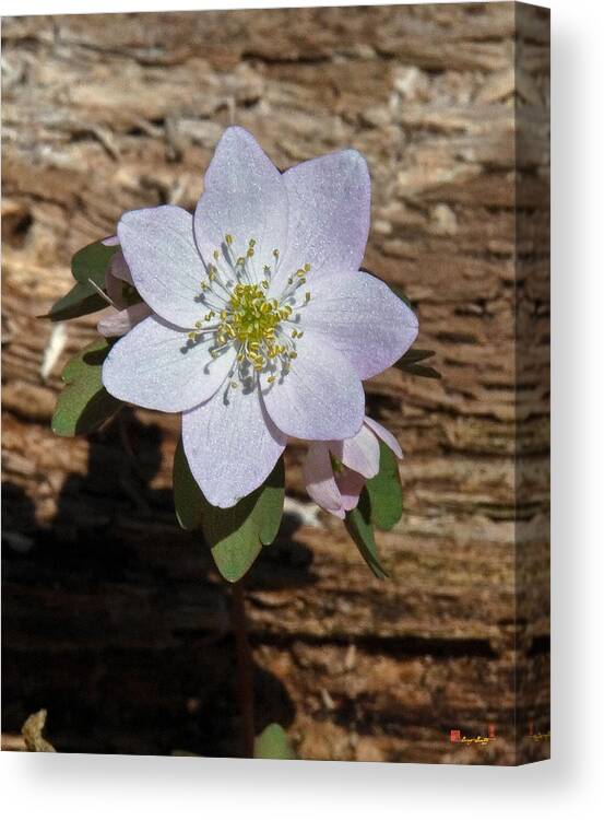 Flower Canvas Print featuring the photograph Rue Anemone DSPF128 by Gerry Gantt
