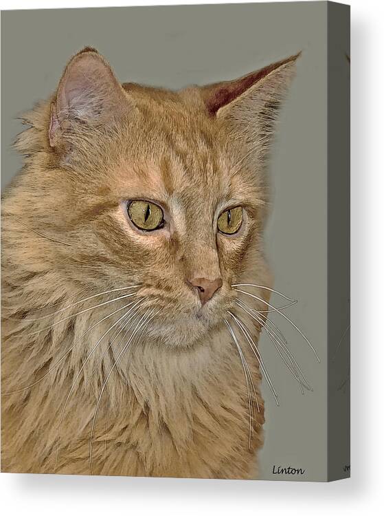 Cat Canvas Print featuring the digital art Shelter Cat 2 by Larry Linton