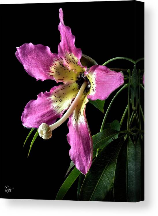 Flower Canvas Print featuring the photograph Silk Flower by Endre Balogh