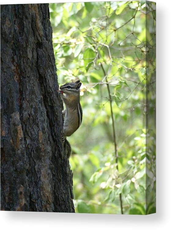 Chipmunk Canvas Print featuring the photograph Snacking in the Woods by Ben Upham III