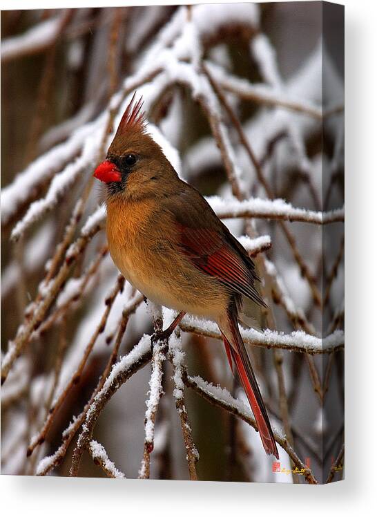 Nature Canvas Print featuring the photograph Snowbirds--Cardinal DSB025 by Gerry Gantt