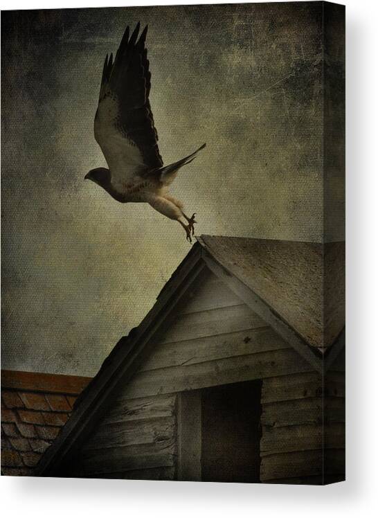  Jerry Cordeiro Photographs Photographs Canvas Print featuring the photograph Soaring Hunger by J C