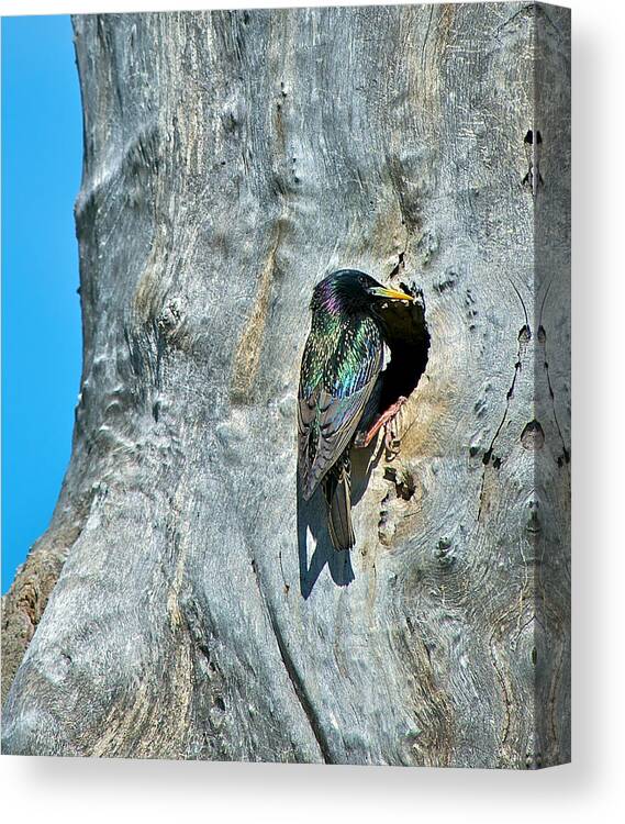 Starling Canvas Print featuring the photograph Starling at Nesting Hole by Stephen Johnson
