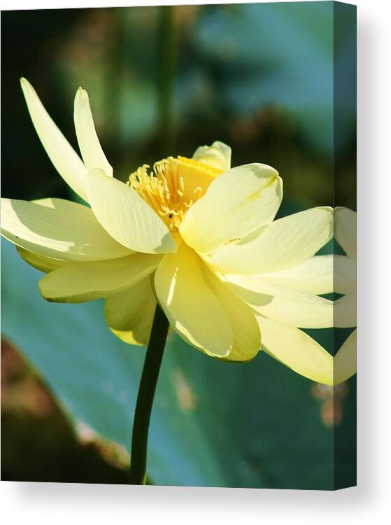 Nature Canvas Print featuring the photograph Stunning Water Lily by Bruce Bley