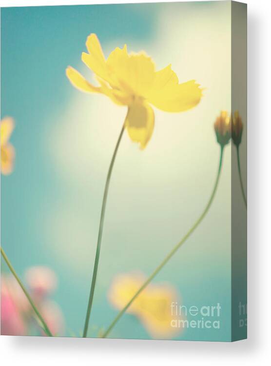 Cosmo Canvas Print featuring the photograph Summer by Kim Fearheiley
