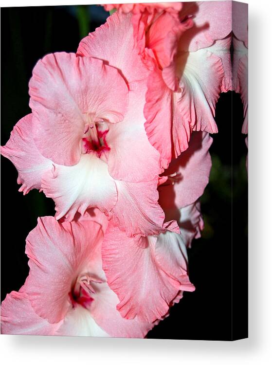 Flowers. Canvas Print featuring the photograph Summer pink. by Randall Templeton