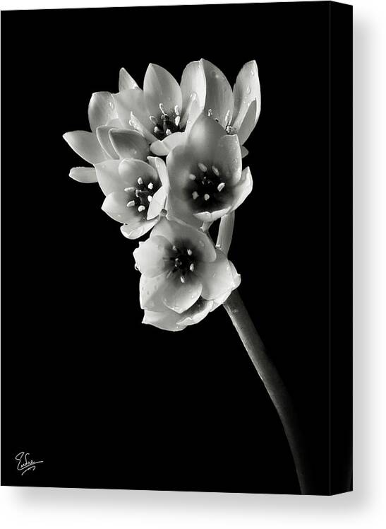 Flower Canvas Print featuring the photograph Sun Star in Black and White by Endre Balogh