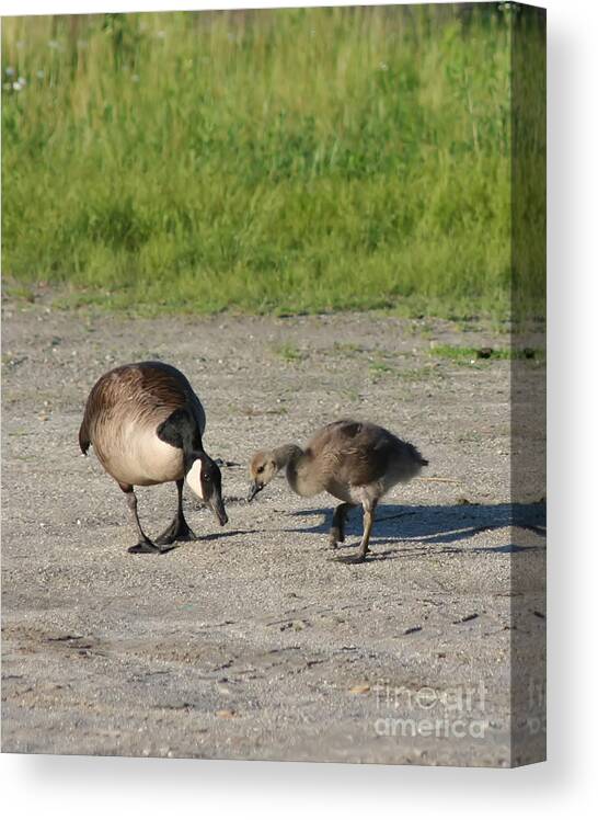 Canada Goose Canvas Print featuring the photograph Teaching by Smilin Eyes Treasures