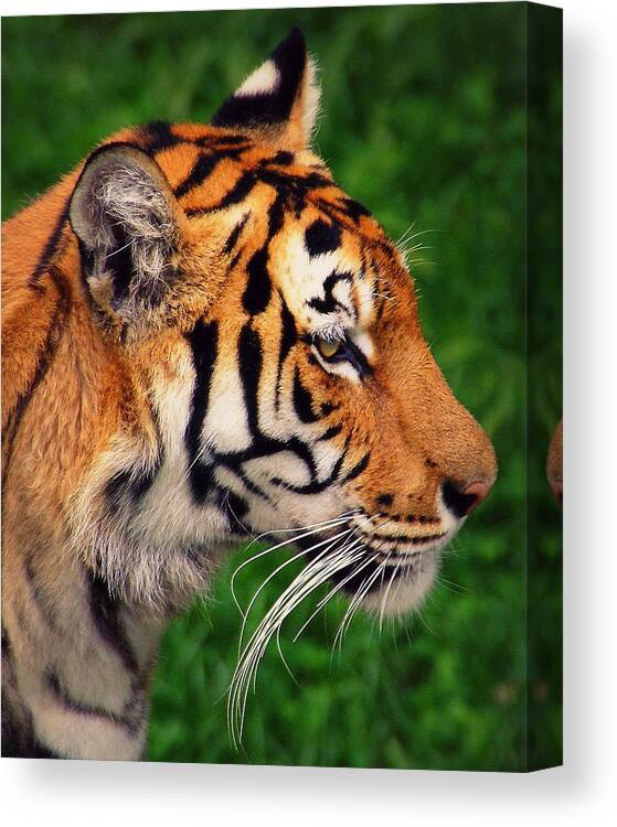 Tiger Canvas Print featuring the photograph The Perfect Predator by Bogdan M Nicolae