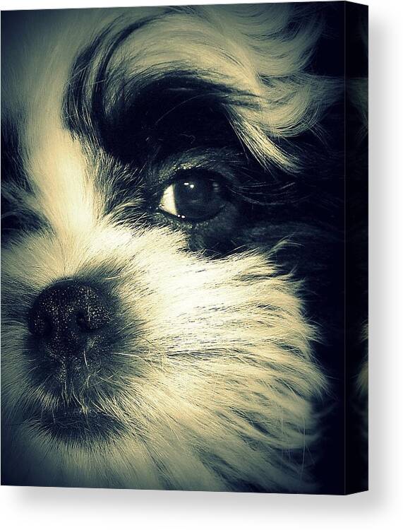 Puppy Canvas Print featuring the photograph The Smug Look by Antonia Citrino