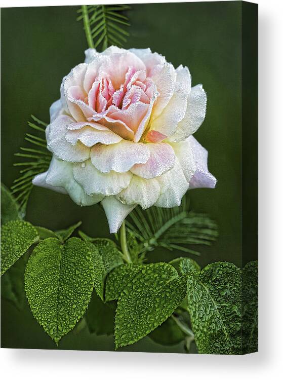 Rose Canvas Print featuring the photograph The Splendor of the Rose by Kathy Clark