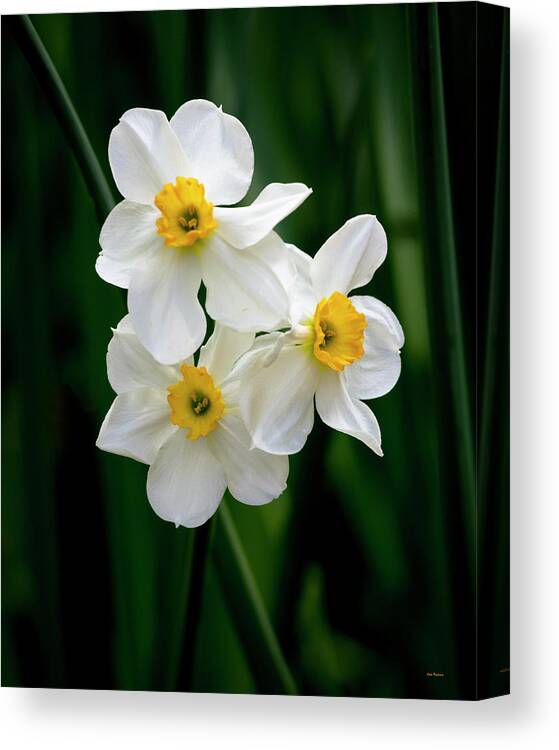 Daffodil Canvas Print featuring the photograph Three Daffodils by John Pagliuca