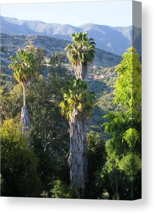 Palm Trees Canvas Print featuring the photograph Three Palm Trees by Sue Halstenberg