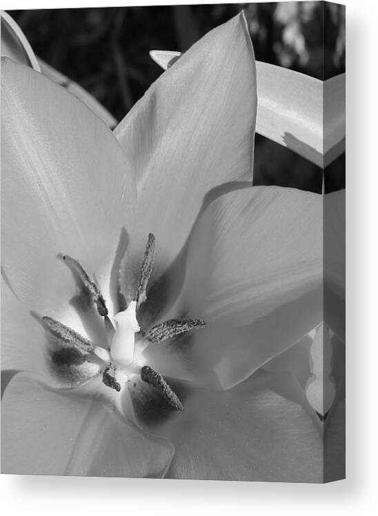 Flora Canvas Print featuring the photograph Tulip Up Close by Bruce Bley