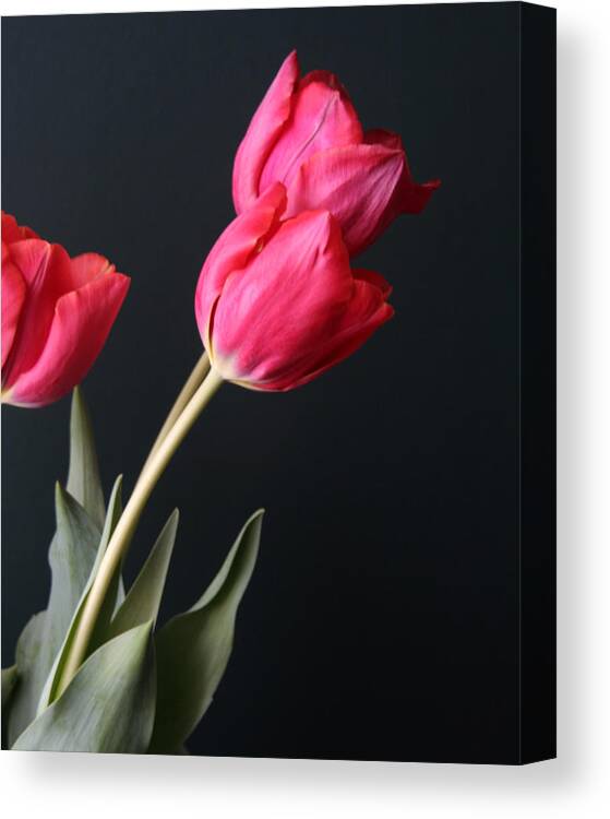 Tulip Canvas Print featuring the photograph Tulips by Lou Belcher