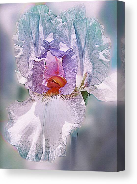 Bearded Iris Canvas Print featuring the digital art Warm Hearted by Mary Almond