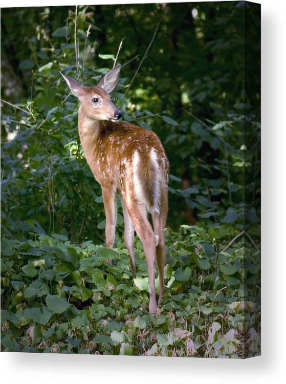 Whitetail Deer Fawn Young Bambi Mammal Looking Back Behind Folia Canvas Print featuring the photograph Whitetail Deer Fawn by Randall Nyhof