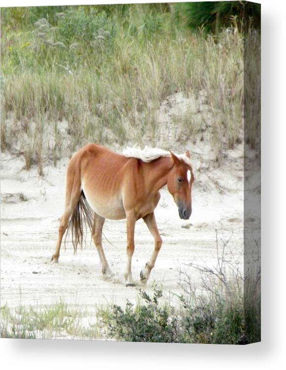 Wild Canvas Print featuring the photograph Wild Spanish Mustang Of The Outer Banks Nc by Kim Galluzzo