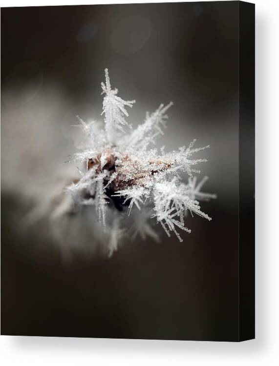 Cold Canvas Print featuring the photograph Winters Frost by Cherie Duran