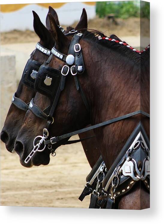 Animal Canvas Print featuring the photograph Working as a Team by Bruce Bley