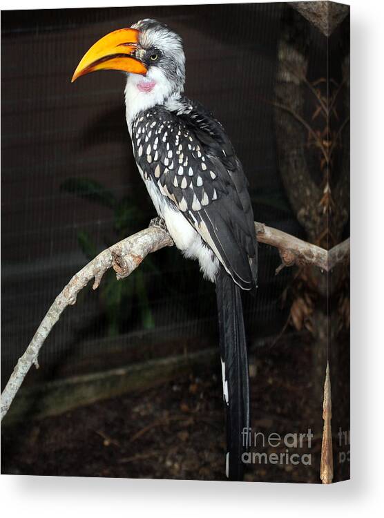 Hornbill Canvas Print featuring the photograph Yellow-Billed Hornbill by Kathy White