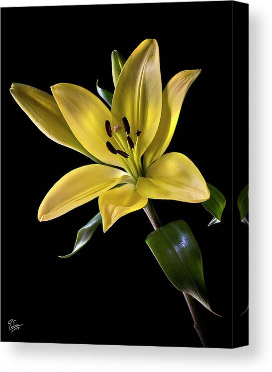 Tiger Lily Canvas Print featuring the photograph Yellow Tiger Lily by Endre Balogh